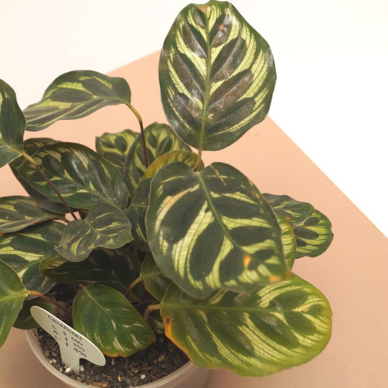 ZUM :: CALATHEA MAKOYANA